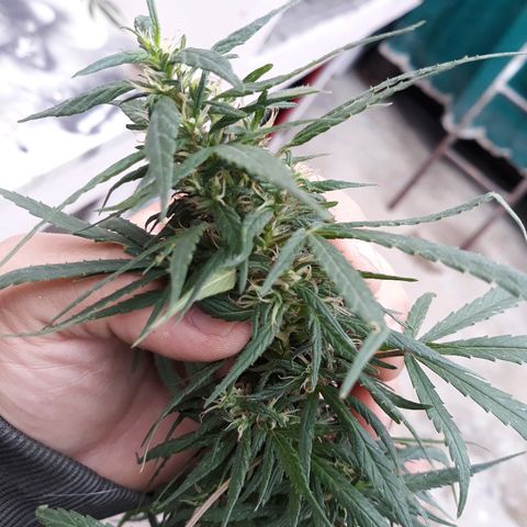 Genética desconocida growlog photo: Hoy agarre y le ate todas las ramas y la abri para que tome mas sol el tallo y engorde los cocos 