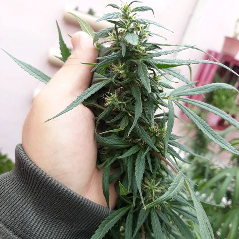Genética desconocida growlog photo: Hoy agarre y le ate todas las ramas y la abri para que tome mas sol el tallo y engorde los cocos 