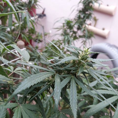 Genética desconocida growlog photo: Hoy agarre y le ate todas las ramas y la abri para que tome mas sol el tallo y engorde los cocos 