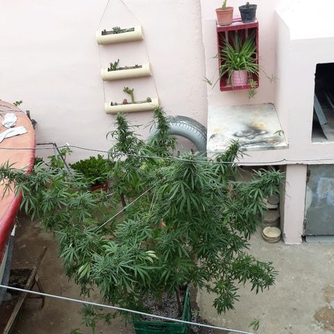 Genética desconocida growlog photo: Hoy agarre y le ate todas las ramas y la abri para que tome mas sol el tallo y engorde los cocos 