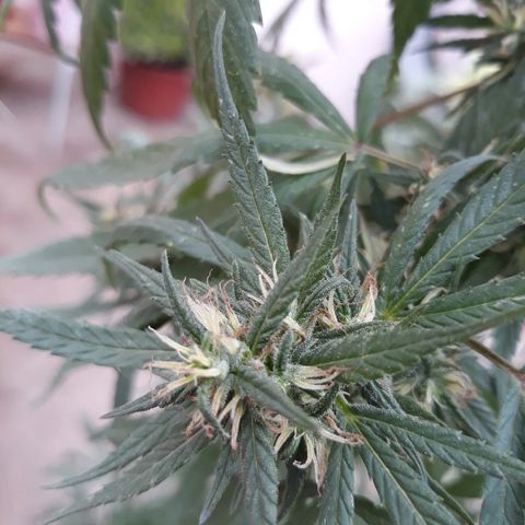 Genética desconocida growlog photo: Hoy agarre y le ate todas las ramas y la abri para que tome mas sol el tallo y engorde los cocos 