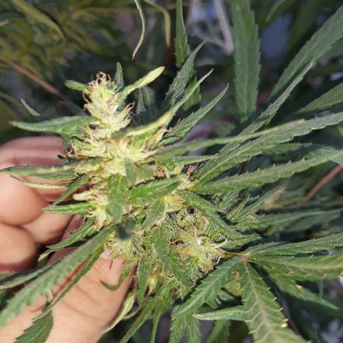 Genética desconocida growlog photo: 😍😍🌺🌺🙌
