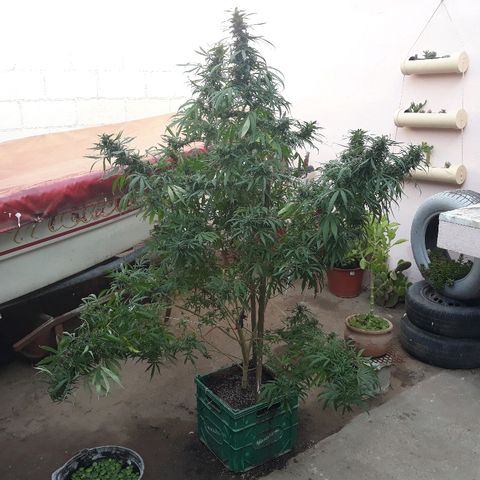 Genética desconocida growlog photo: 😍😍🌺🌺🙌
