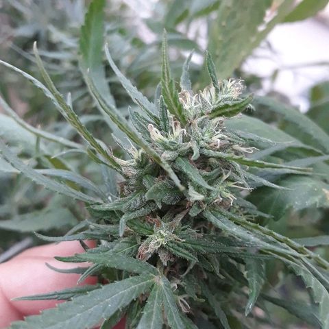 Genética desconocida growlog timeline photo