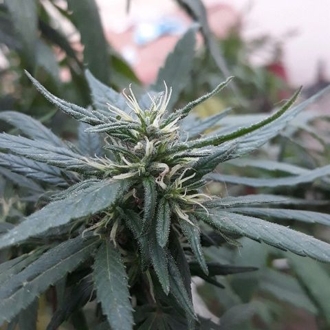 Genética desconocida growlog timeline photo