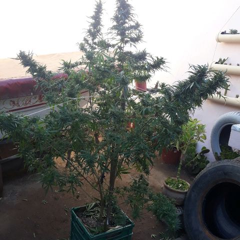 Genética desconocida growlog photo: Hoy le dimos una poda De hojas a la chiquita de Dios 🙌🌺🤩 