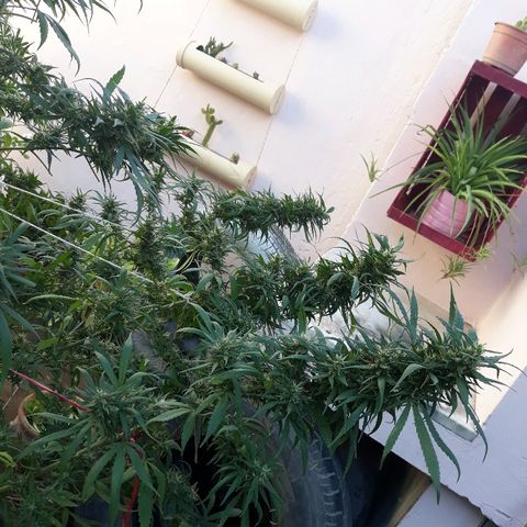 Genética desconocida growlog photo: Hoy le dimos una poda De hojas a la chiquita de Dios 🙌🌺🤩 