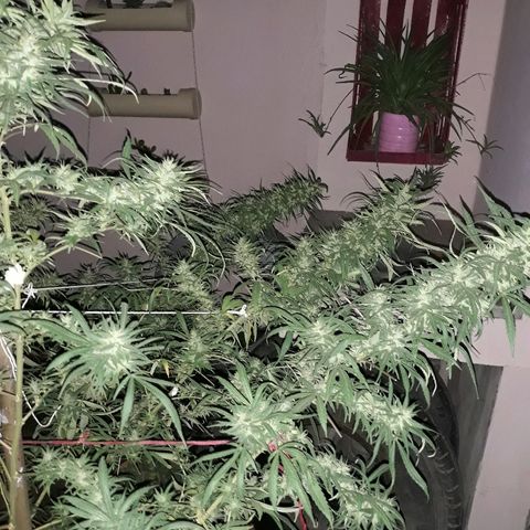 Genética desconocida growlog photo: Hoy le dimos una poda De hojas a la chiquita de Dios 🙌🌺🤩 