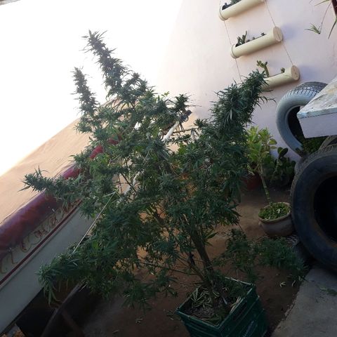 Genética desconocida growlog photo: Hoy le dimos una poda De hojas a la chiquita de Dios 🙌🌺🤩 