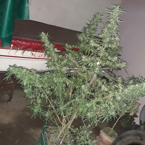 Genética desconocida growlog photo: Hoy le dimos una poda De hojas a la chiquita de Dios 🙌🌺🤩 