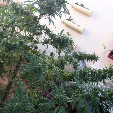 Genética desconocida growlog photo: Hoy le dimos una poda De hojas a la chiquita de Dios 🙌🌺🤩 
