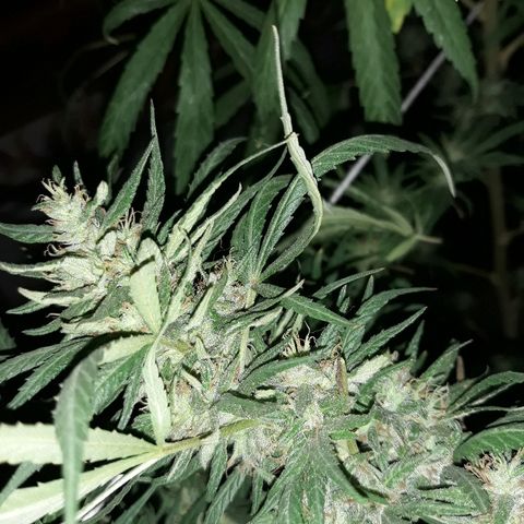 Genética desconocida growlog photo: Hoy le dimos una poda De hojas a la chiquita de Dios 🙌🌺🤩 