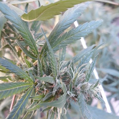Genética desconocida growlog photo: Hoy le dimos una poda De hojas a la chiquita de Dios 🙌🌺🤩 