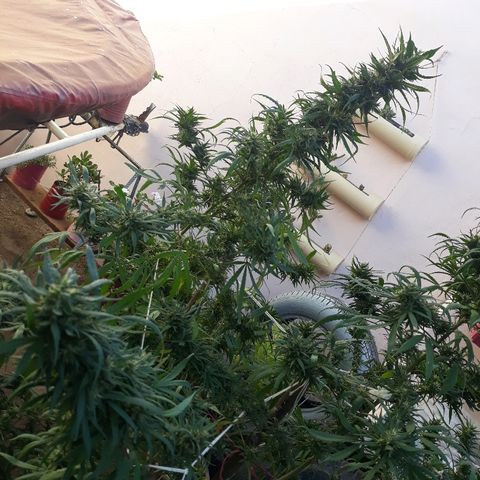 Genética desconocida growlog photo: Hoy le dimos una poda De hojas a la chiquita de Dios 🙌🌺🤩 