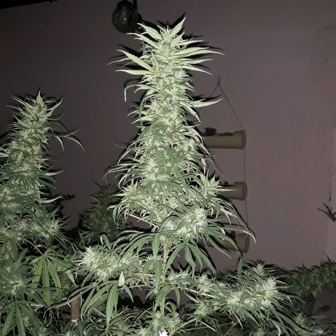 Genética desconocida growlog photo: Hoy le dimos una poda De hojas a la chiquita de Dios 🙌🌺🤩 