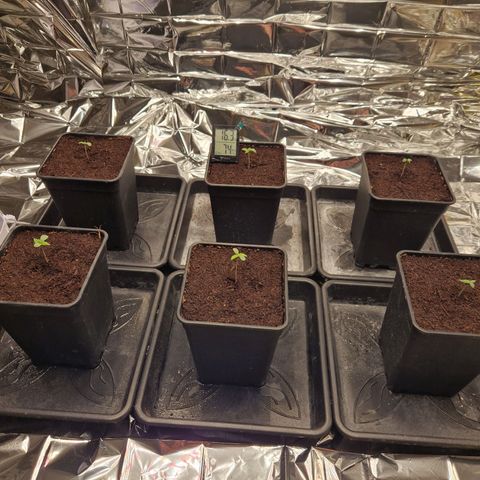 Lsd v1 growlog timeline photo