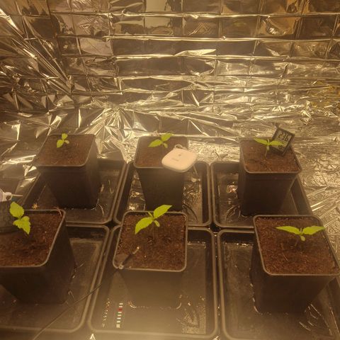 Lsd v1 growlog timeline photo