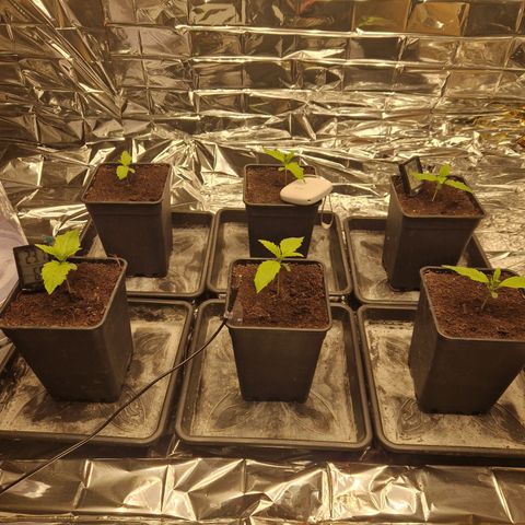 Lsd v1 growlog timeline photo