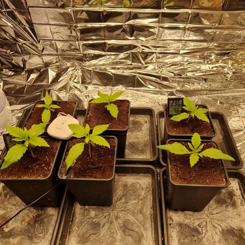 Lsd v1 growlog timeline photo