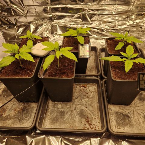 Lsd v1 growlog timeline photo