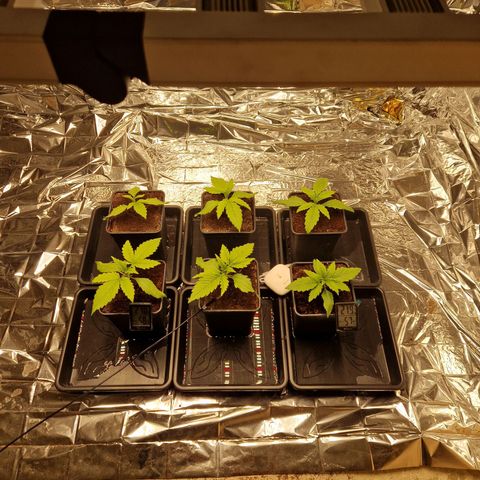 Lsd v1 growlog timeline photo