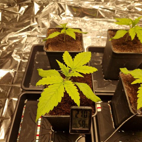 Lsd v1 growlog timeline photo