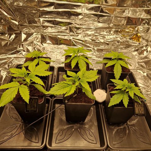 Lsd v1 growlog timeline photo