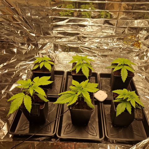Lsd v1 growlog timeline photo