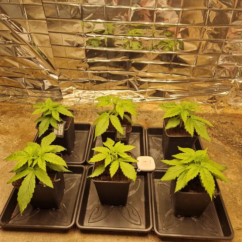 Lsd v1 growlog timeline photo