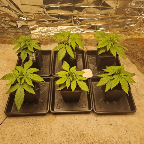 Lsd v1 growlog timeline photo