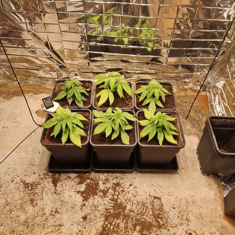 Lsd v1 growlog timeline photo