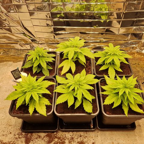 Lsd v1 growlog timeline photo