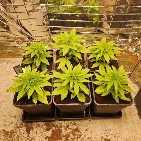 Lsd v1 growlog photo: Au réveil 