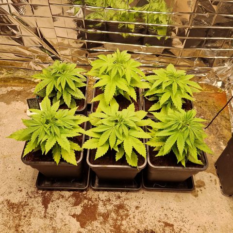 Lsd v1 growlog timeline photo