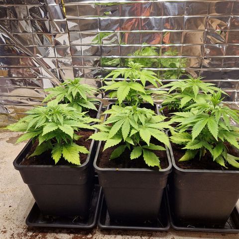 Lsd v1 growlog timeline photo