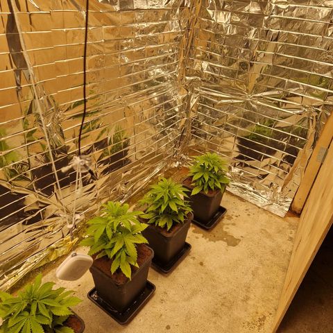 Lsd v1 growlog timeline photo
