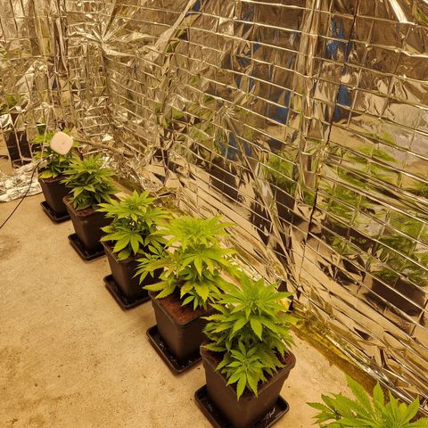 Lsd v1 growlog timeline photo