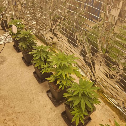 Lsd v1 growlog timeline photo