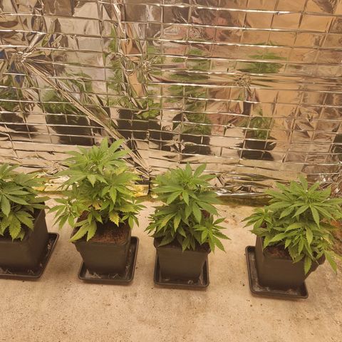 Lsd v1 growlog timeline photo