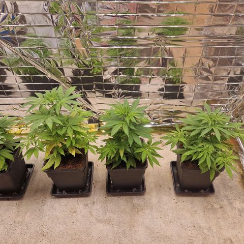 Lsd v1 growlog timeline photo