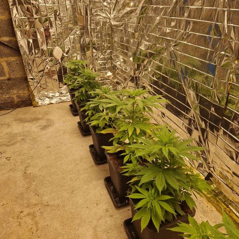 Lsd v1 growlog timeline photo
