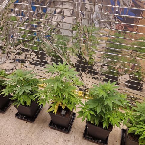 Lsd v1 growlog timeline photo