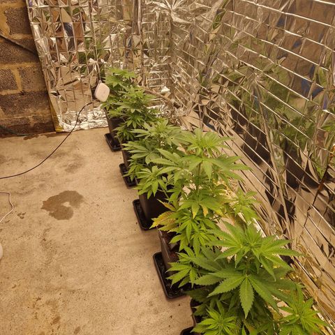 Lsd v1 growlog timeline photo
