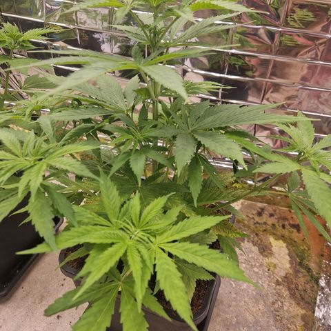 Lsd v1 growlog timeline photo
