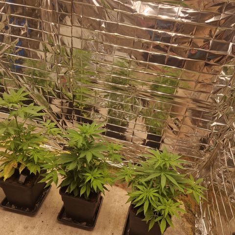 Lsd v1 growlog timeline photo