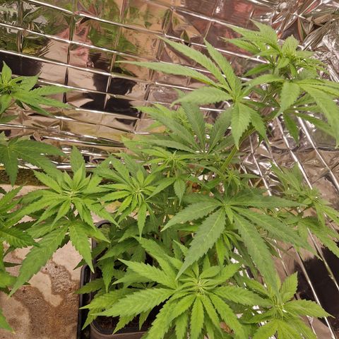 Lsd v1 growlog timeline photo
