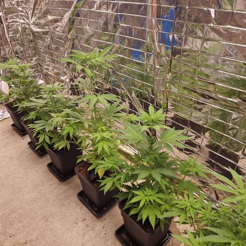 Lsd v1 growlog timeline photo