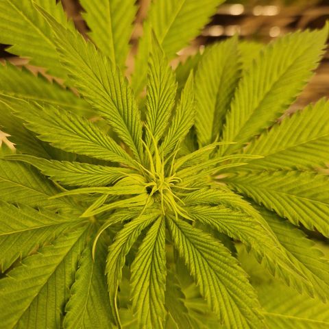 Lsd v1 growlog timeline photo