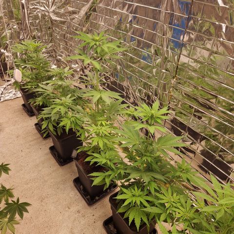 Lsd v1 growlog timeline photo