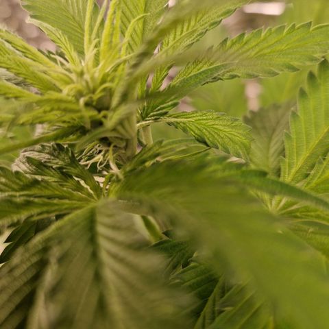 Lsd v1 growlog timeline photo